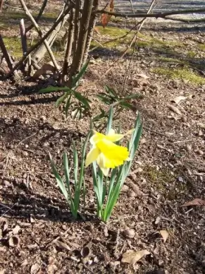 lonely flower