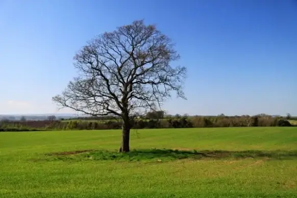 lonely tree