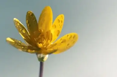 lonely yellow