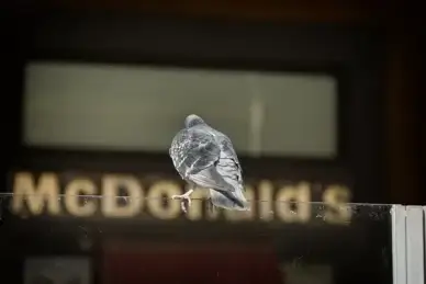 looking for fast food