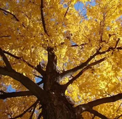 looking up the tree 1