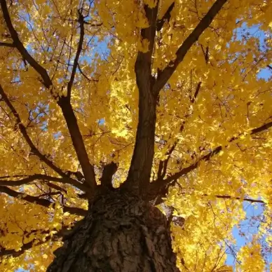 looking up the tree 2