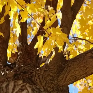 looking up the tree 3