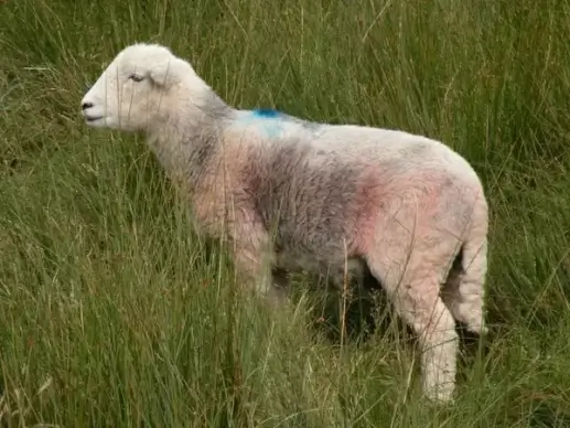 lost sheep