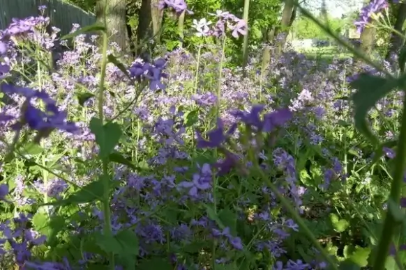 lots of flowers