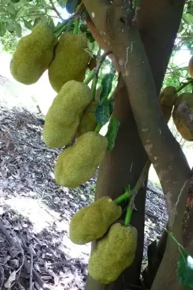 lots of jackfruit