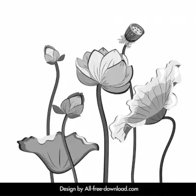 lotus flower backdrop classical black white outline