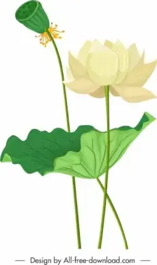 lotus painting blooming flower sketch colored classical design