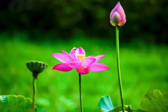 lotus scene picture elegant contrast blurred