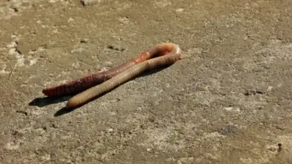 Lumbricus terrestris