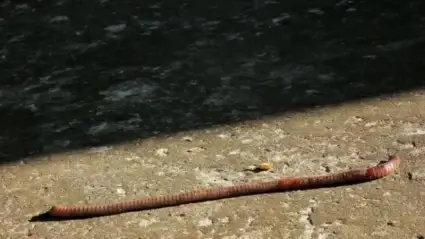 Lumbricus terrestris