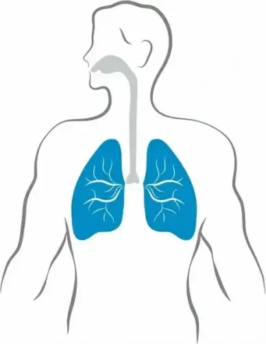 Lungs and human body