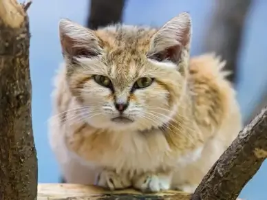 lying sand cat