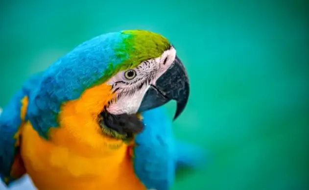 macaw animal picture closeup elegance 