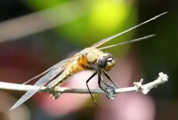 macro dragonfly