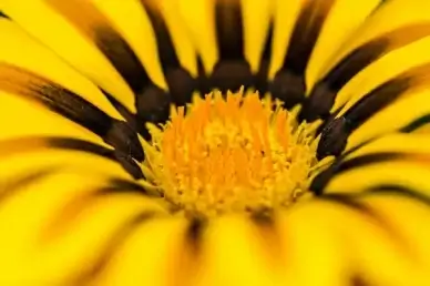 macro flower