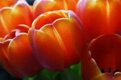 macro tulip 2