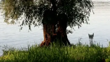 Magic Tree