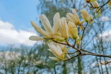 magnolia blossom picture elegant bright