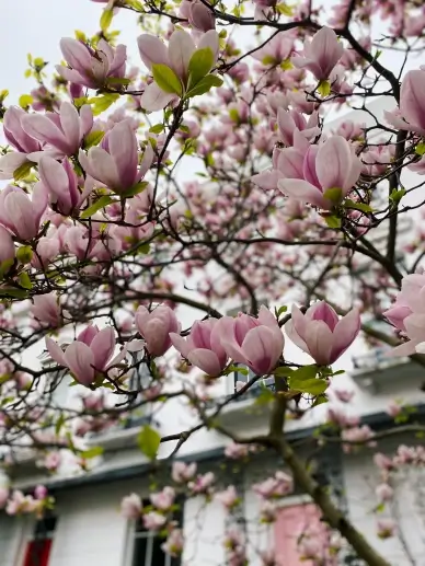 magnolia blossom scene picture elegant realistic