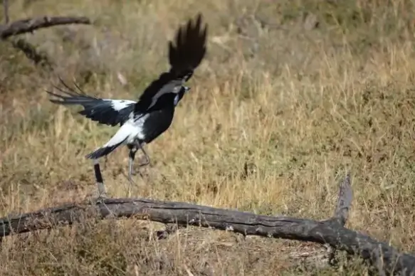 magpie in flight
