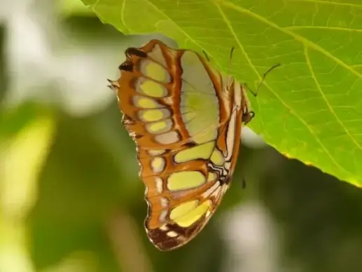 malachite butterfly butterfly siproeta stelenes