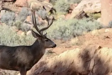 male deer in front of rocks 038 bushes