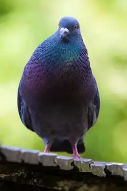 male pigeon