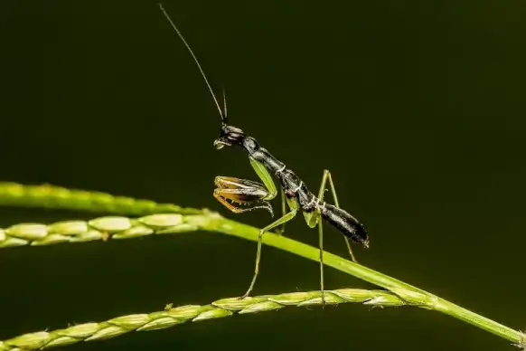 mantis picture closeup contrast modern 
