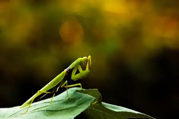 mantis picture dark bokeh closeup 