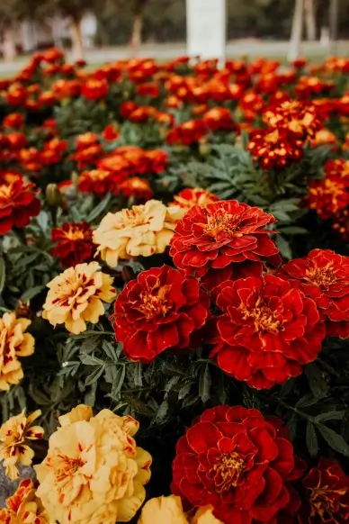 Marigold flowers backdrop blossom scene