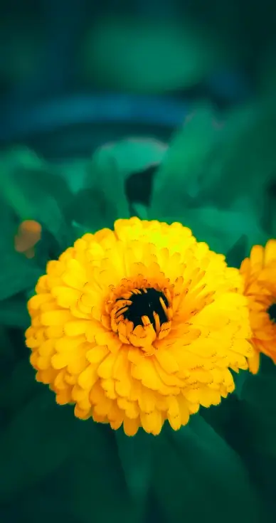 marigold petal picture elegant closeup