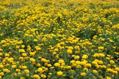 Marigold plantation scenery picture elegant blooming scene