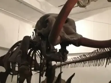 mastodon