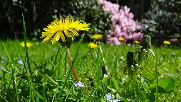 meadow dandelion garden