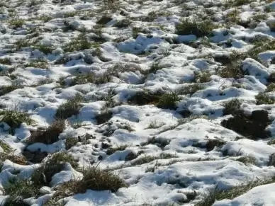 meadow field snowy