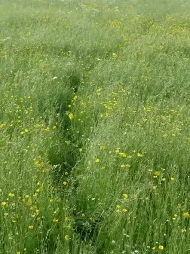 meadow flower meadow spring