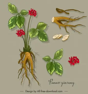 medical plant icons gingseng tree parts sketch