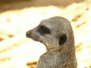 meerkat animal mammal