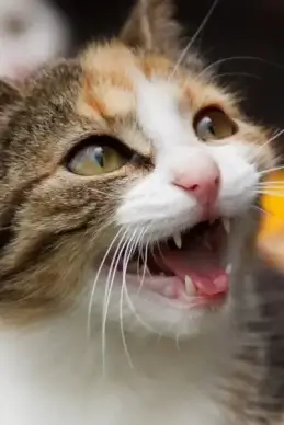 meowing cat