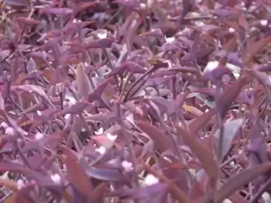 mexican dreimasterblume three master flower plant
