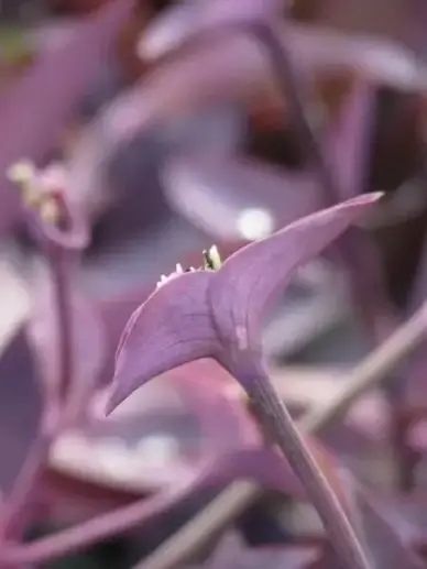 mexican dreimasterblume three master flower plant