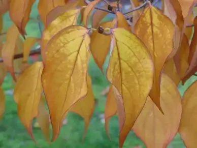 milky way dogwood up close