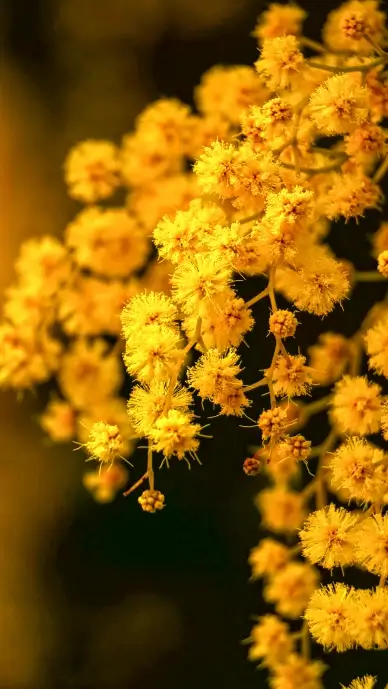 mimosa blossom picture elegant contrast closeup