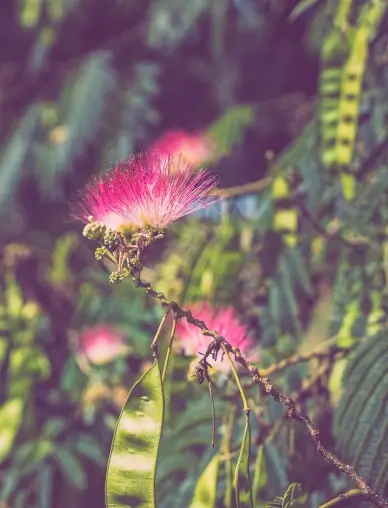 mimosa flowers backdrop picture elegant realistic