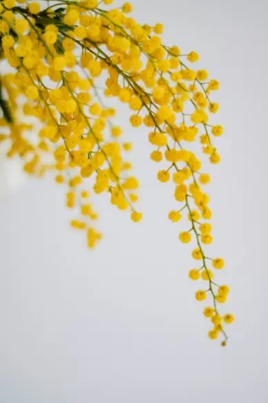 mimosa flowers picture elegant blooming