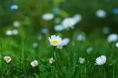 mini daisies hbw
