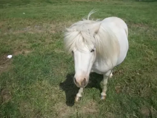 mini horse