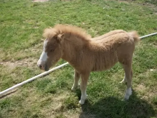 mini horse 2