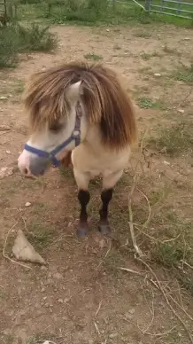mini horse 3
